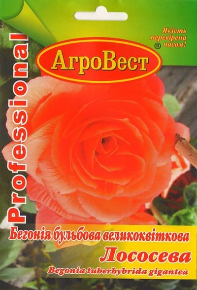 Насіння квітів Бегонія великоквіткова Лососева 10шт Агровест