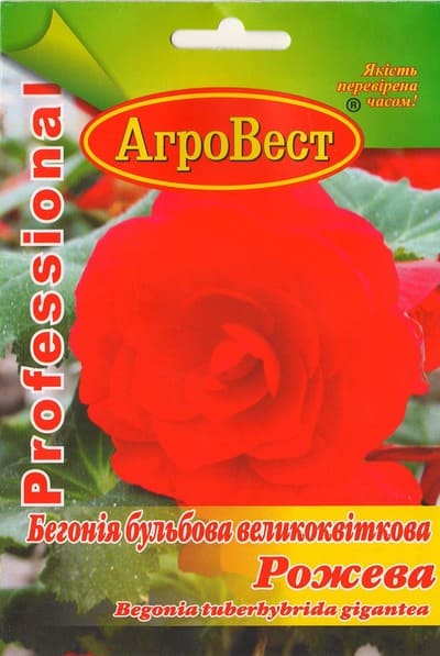 Насіння квітів Бегонія великоквіткова Рожева 10шт Агровест