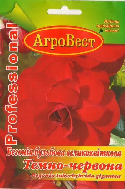 Насіння квітів Бегонія великоквіткова Темно-червона 10шт Агровест