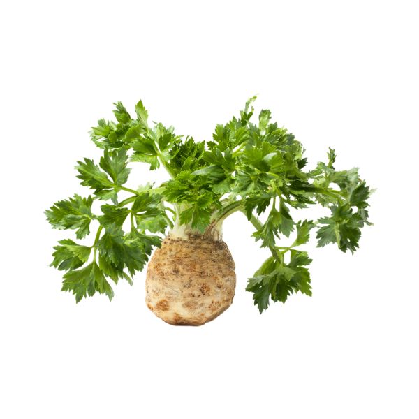Селера