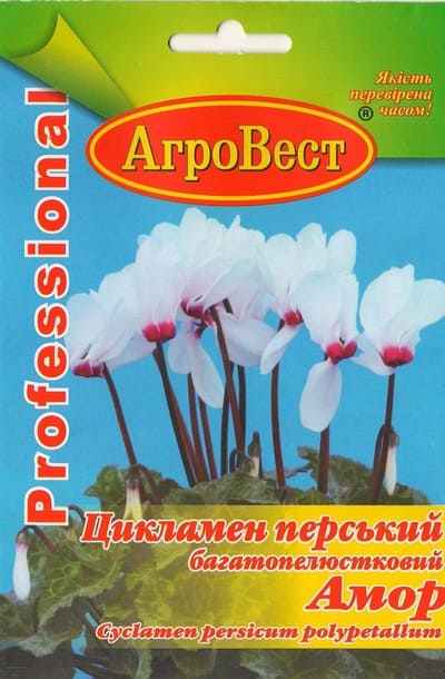 Насіння квітів Цикламен перський Амор 5 шт Агровест