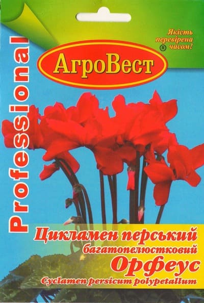 Насіння квітів Цикламен перський Орфеус 5 шт Агровест