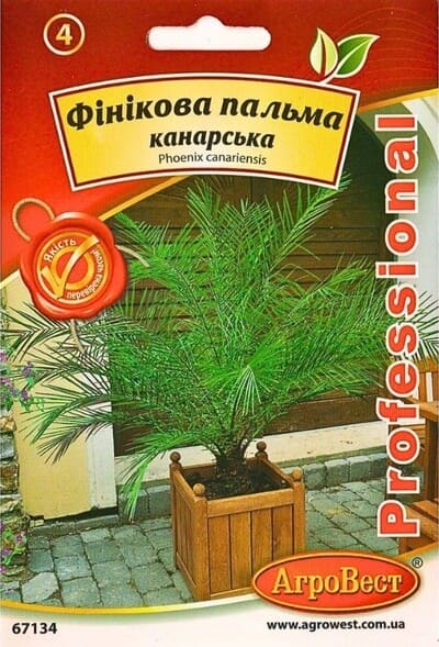 Насіння Фінікова пальма Канарська 5 шт Агровест