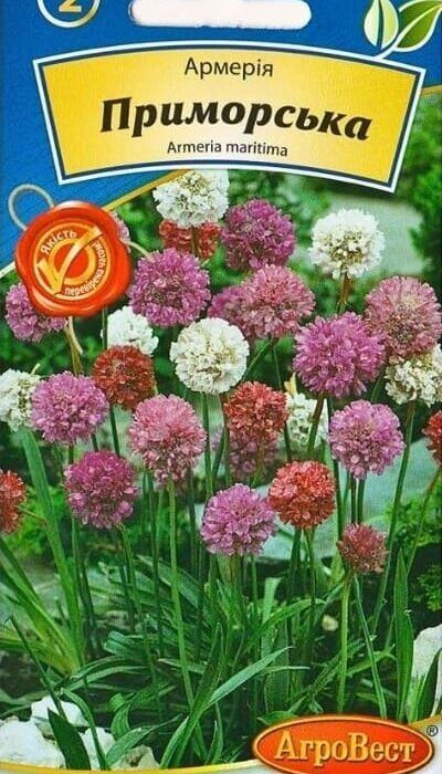 Насіння квітів Армерія Приморська 0,1г Агровест