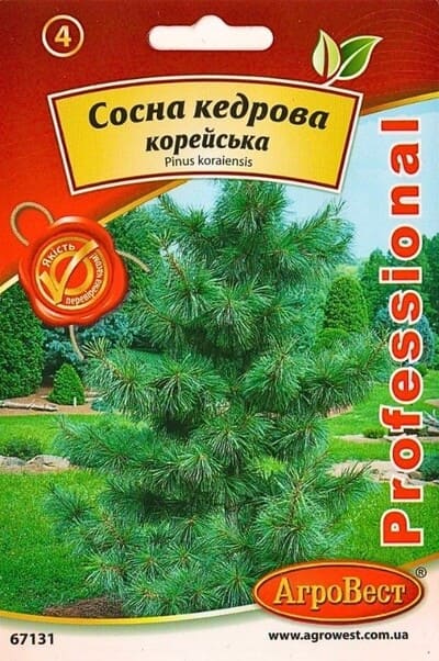 Насіння сосна кедрова корейська 5 шт Агровест