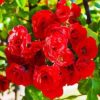 Саджанець троянди Scarlet Meillandecor (Скарлет Мейландекор) Агровест