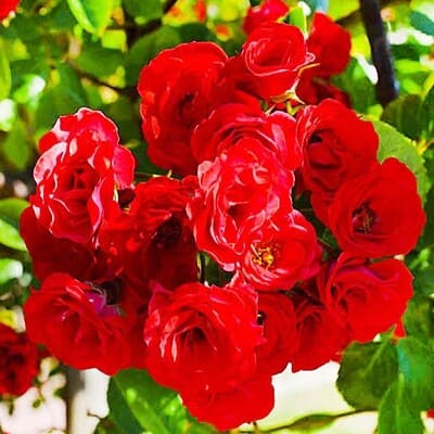 Саджанець троянди Scarlet Meillandecor (Скарлет Мейландекор) Агровест