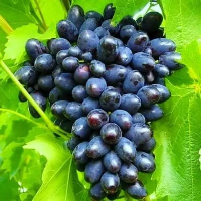 Саджанець винограду Кодрянка Агровест