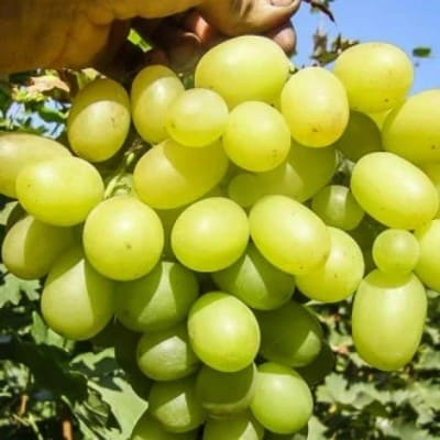 Саджанець винограду Світлина Агровест