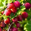 Саджанець аґрусу Сварог Агровест