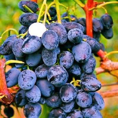 Саджанець винограду Кубань Агровест