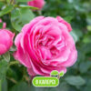 Саджанець троянди Етюд (Etude) АгроВест - каперс