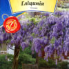 Насіння Гліцинія (wisteria)10шт Агровест