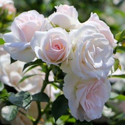 Саджанець троянди Aspirin (Аспірін) АгроВест