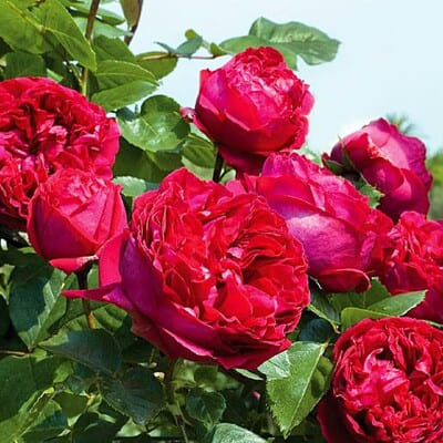 Саджанець троянди Red Eden Rose (Ред Іден Роуз) АгроВест
