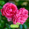 Саджанець троянди Розаріум Уетерзейн (Rosarium Uetersen)  АгроВест - каперс